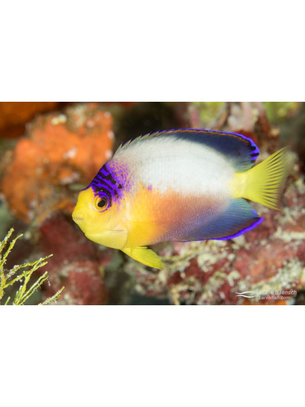 MULTICOLOR ANGEL FISH 